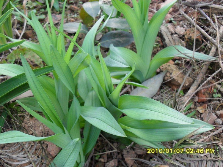 ��ѿ���ر��Ʒ�֣�ҶƬ��Ҷɫ��