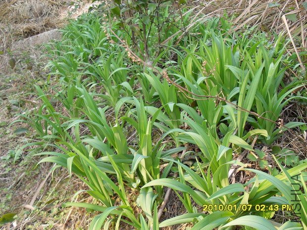 13#ʳ�����Ⱥ