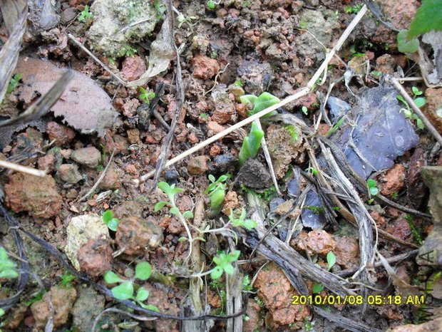 ����Ʒ�ֲŸճ���