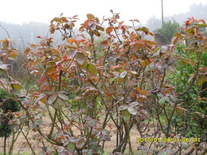 2�׸ߵĹ�ľ����