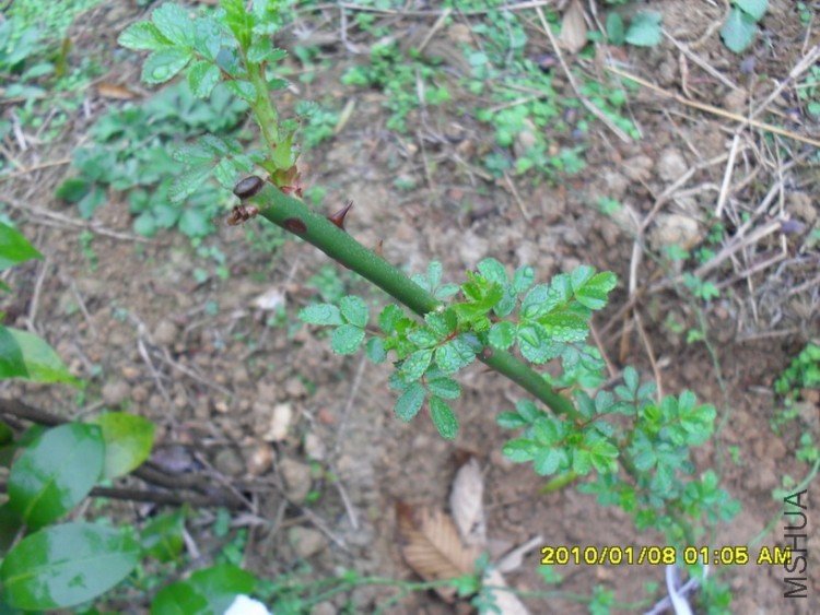 ��������ɯ��