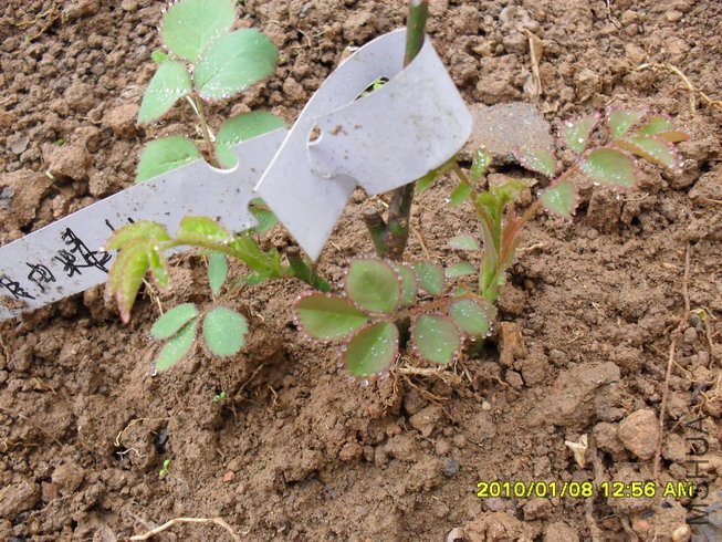 ���ɾ���