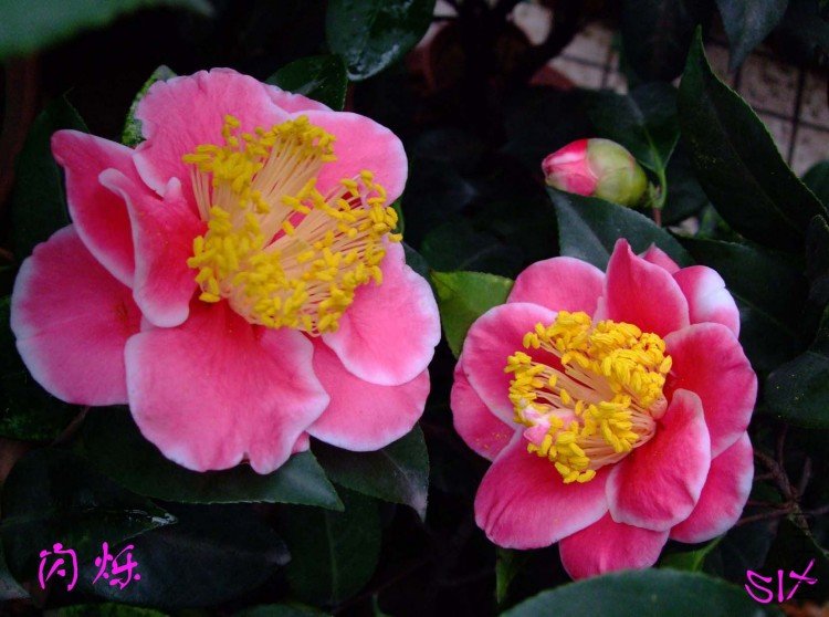 ��˸ 10-3-4 (2).jpg