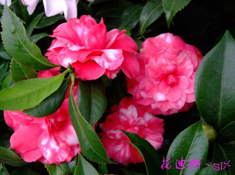 ����˹ 10-3-4 (2).jpg