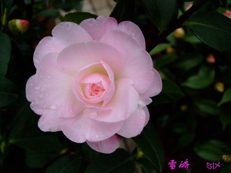 ѩ��  10-3-4(3).jpg