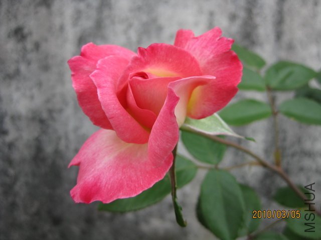 IMG_1036.jpg