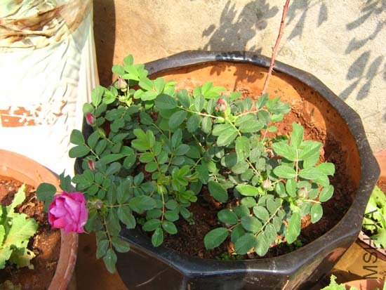 ��֦Ҳ���˺ö໨��:)