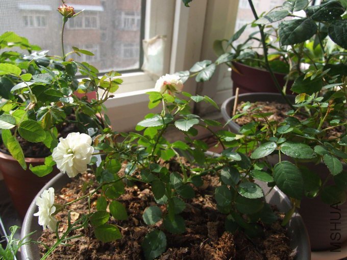 DSCF5562.jpg