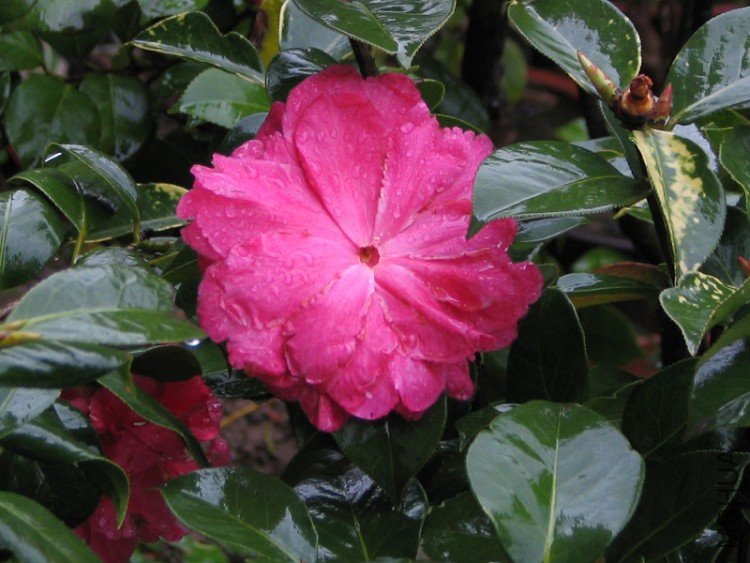 2010.03.04.�軨�� 004.jpg