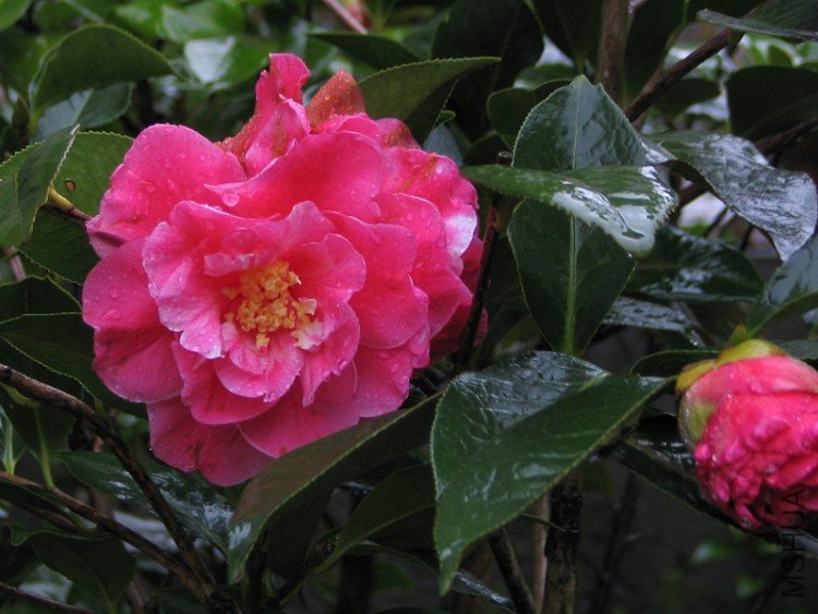 2010.03.04.�軨�� 006.jpg