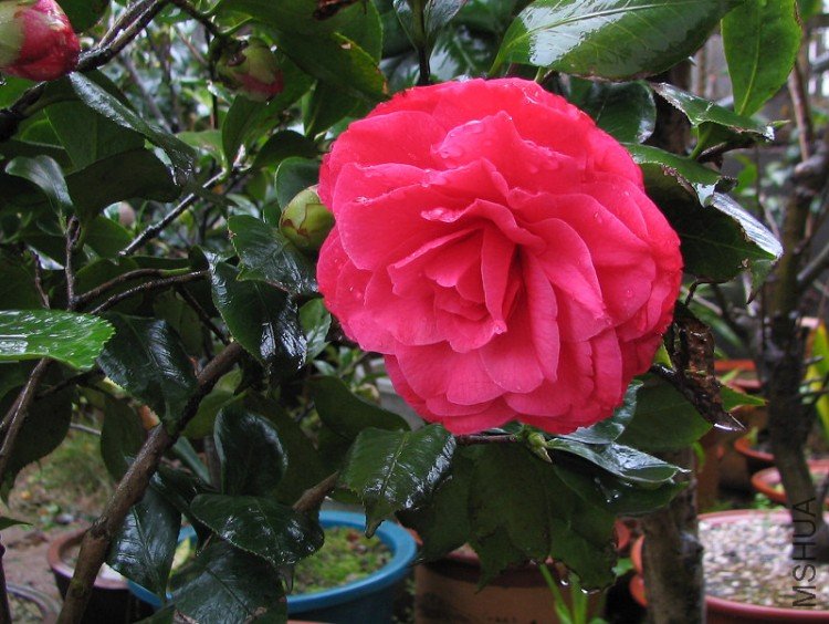 2010.03.04.�軨�� 008.jpg