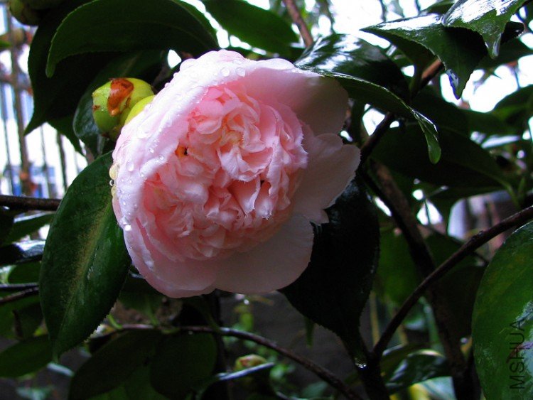 2010.03.04.�軨�� 009.jpg