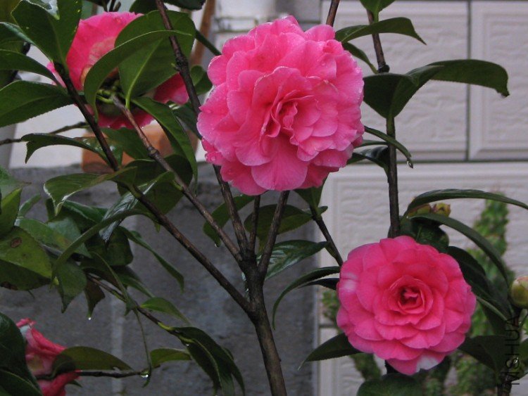 2010.03.04.�軨�� 007.jpg