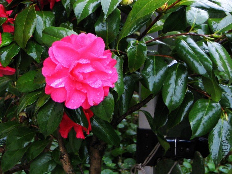 2010.03.04.�軨�� 002.jpg