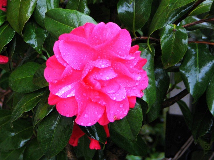 2010.03.04.�軨�� 013.jpg