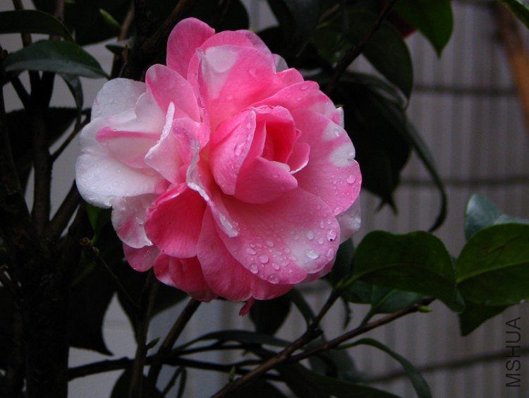 2010.03.04.�軨�� 035 1.jpg