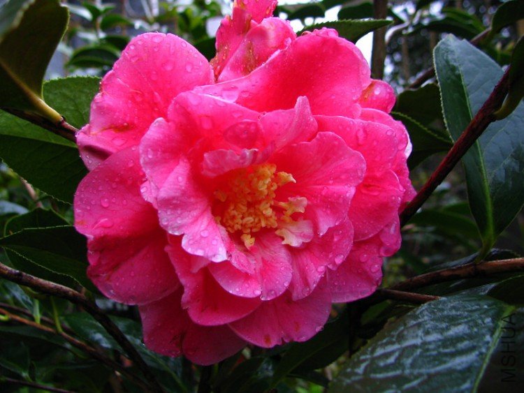 2010.03.04.�軨�� 031.jpg