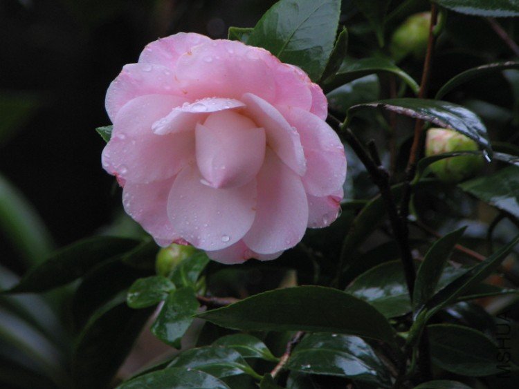 2010.03.04.�軨�� 020.jpg