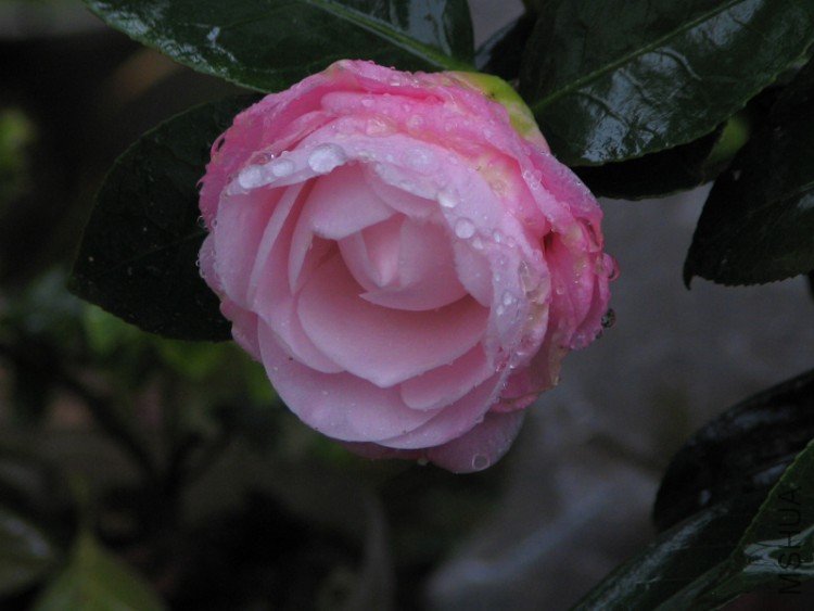 2010.03.04.�軨�� 016.jpg