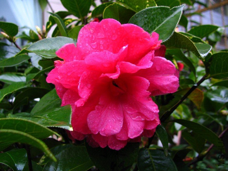 2010.03.04.�軨�� 029.jpg