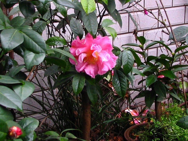 2010.03.04.�軨�� 047.jpg