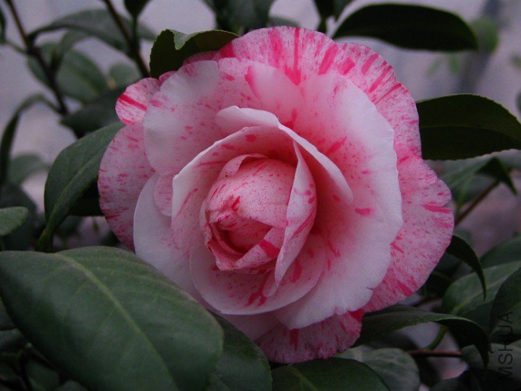 2010.03.04.�軨�� 053.jpg