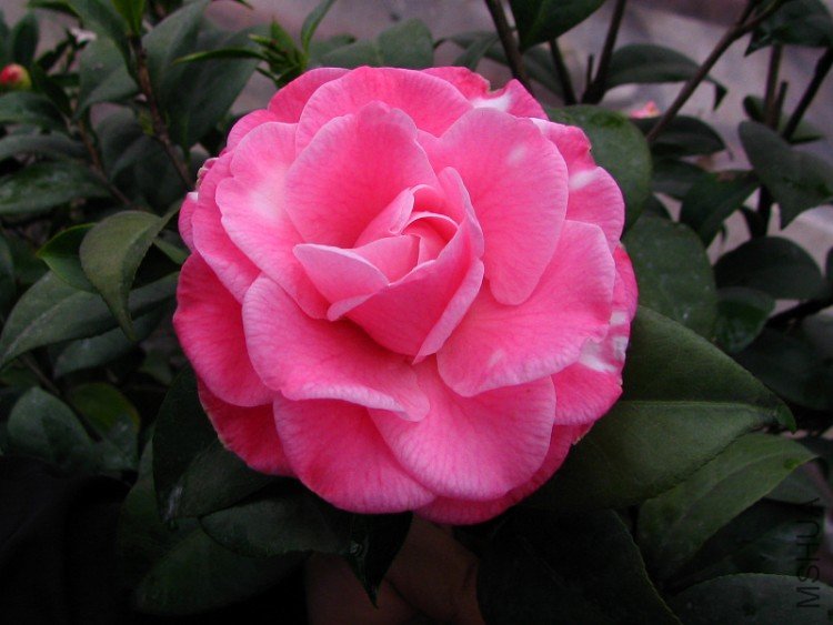 2010.03.04.�軨�� 058.jpg