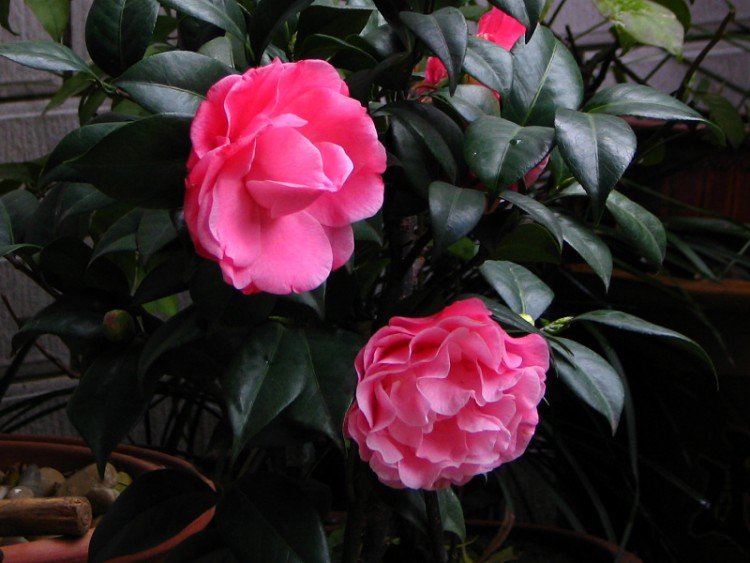 2010.03.04.�軨�� 045.jpg