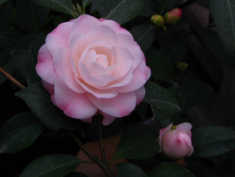 2010.03.04.�軨�� 056.jpg