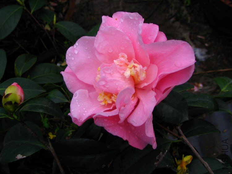 2010.03.04.�軨�� 064.jpg