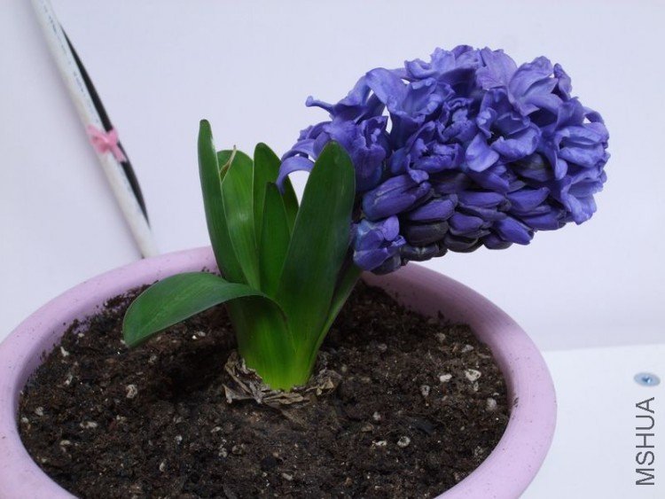 DSCF1065.jpg