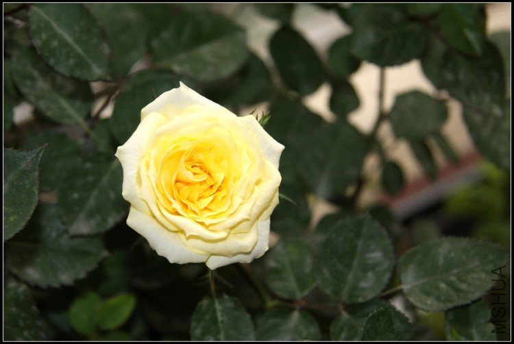 45����ɫ�İ��˻�������ң�.jpg