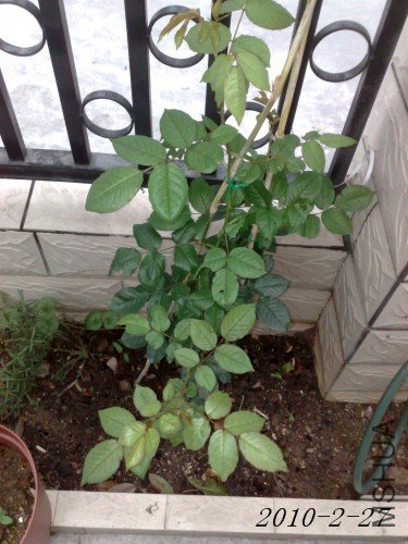 201002271427m.jpg