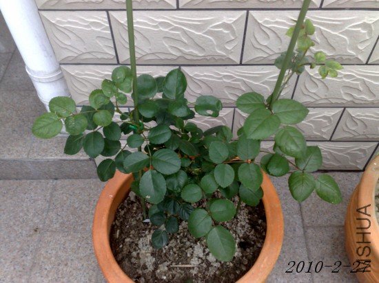 201002271418M.jpg