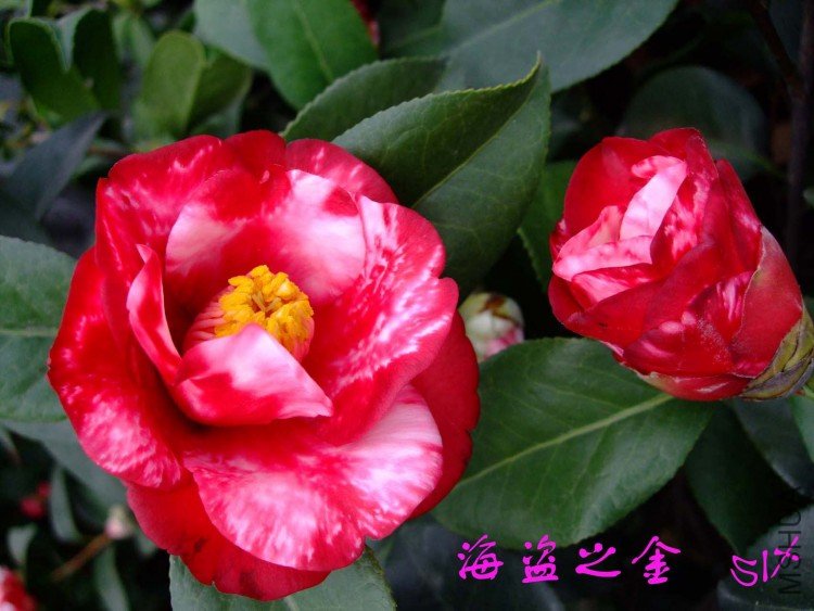 ��ɫ����֮�� 10-3-7f1.jpg