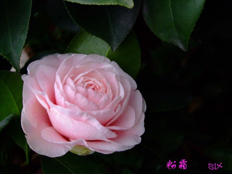 ��˪ 10-3-7f.jpg