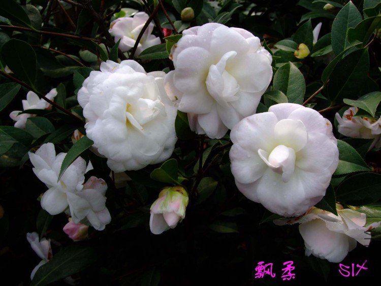 Ʈ��  10-3-7f.jpg