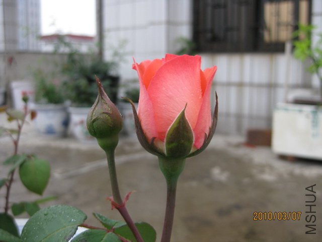 ��Ƭ 306.jpg