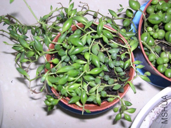 DSCN4831.JPG