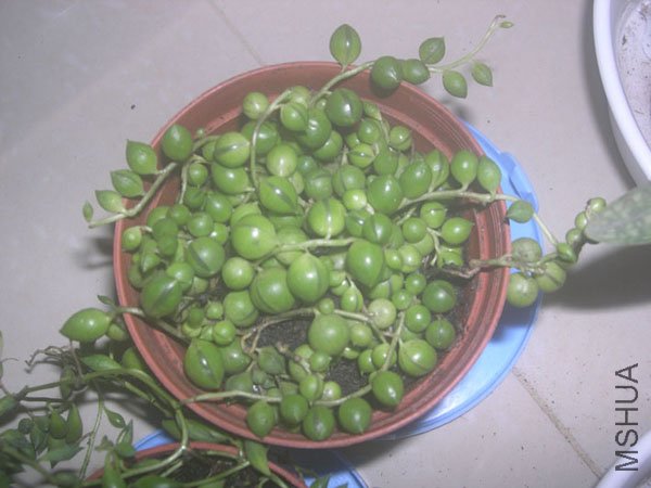 DSCN4845.JPG