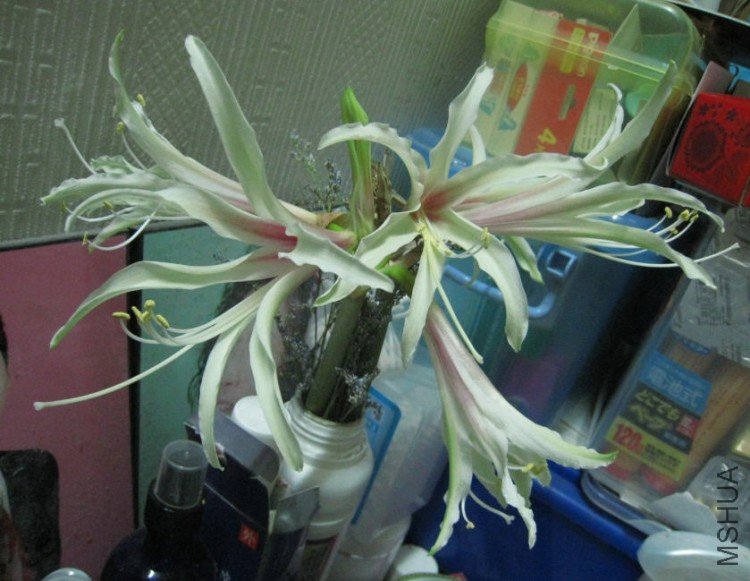 2010-03-06 ҹ��.jpg