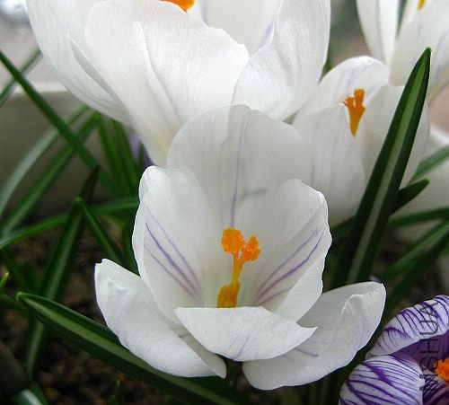 �׵ĸ���ɫ���Ƶ�