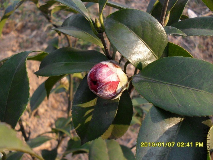 ������֦