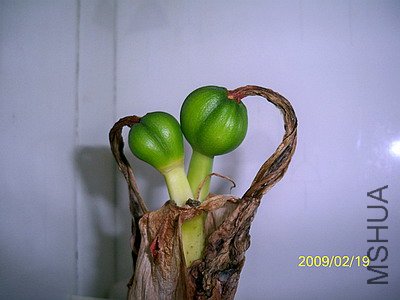 ��Ƭ 2485(400).jpg