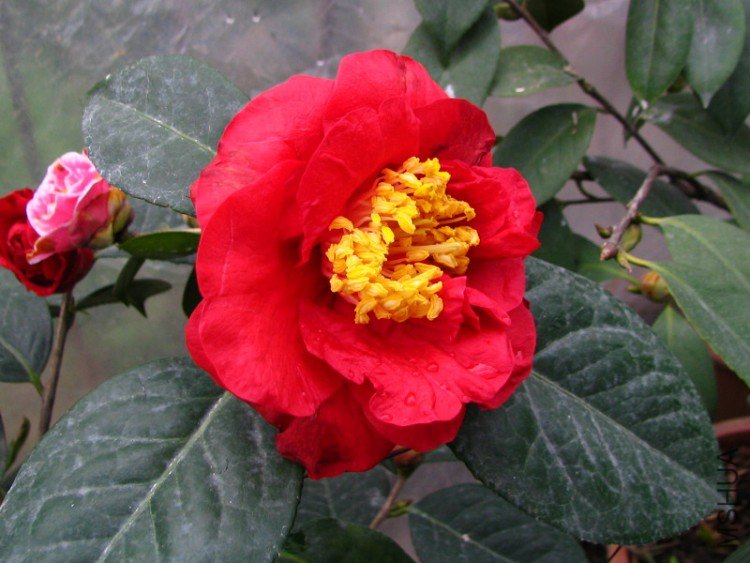 2010.03.07.�軨�� 018.jpg