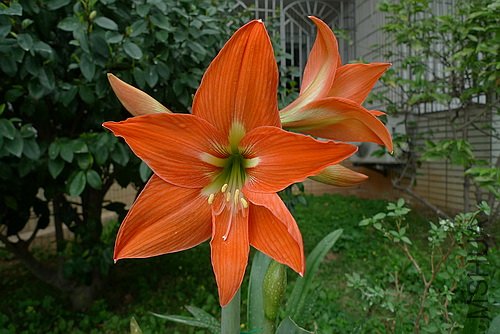 ��Ƭ 5629551(500).jpg