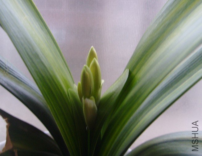 ������Ҳ�黨����