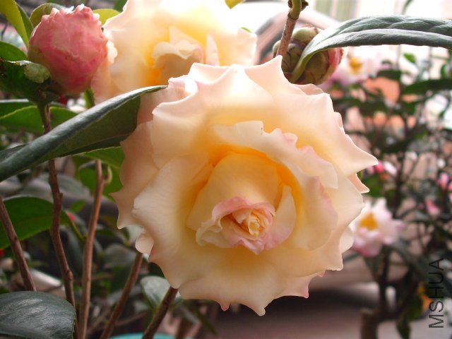 ��Ƭ 1834.jpg