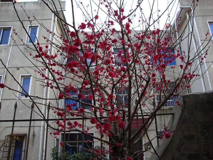 DSC00238.JPG