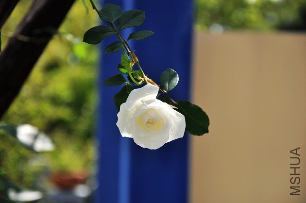 nEO_IMG_DSC_1018.jpg